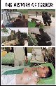 The History of Terror 11