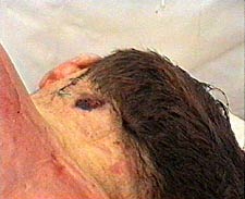 22.jpg (17374 bytes)