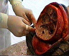 23.jpg (18064 bytes)