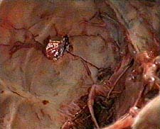 24.jpg (21589 bytes)